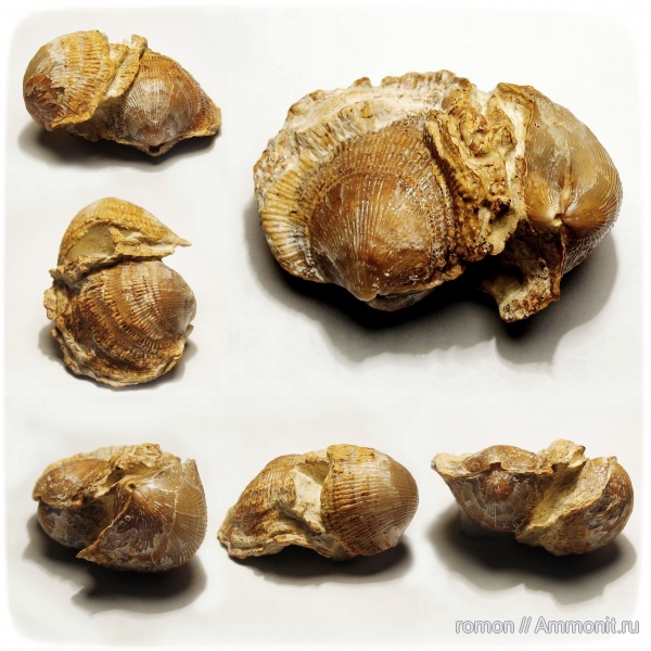 брахиоподы, девон, Devonian, Atrypa, Atrypida