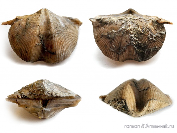 брахиоподы, девон, Devonian, Aulopora, Cyrtospirifer, Hederella, Spiriferida, обрастание, encrustation of brachiopods, Epizoans