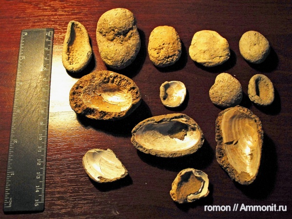 двустворчатые моллюски, конкреции