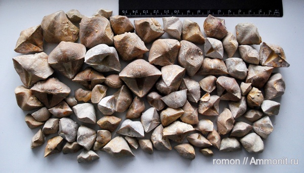 брахиоподы, девон, Devonian, Cyrtospirifer tenticulum