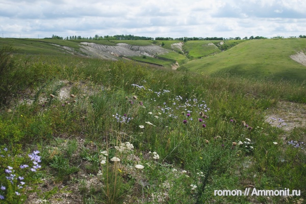 мел, водоросли, кокколитофориды, Cretaceous
