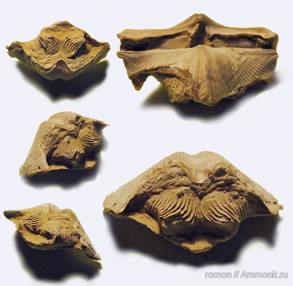 брахиоподы, девон, Devonian, Cyrtospirifer, лофофор, Spiriferida, ручной аппарат, brachiopod lophophore