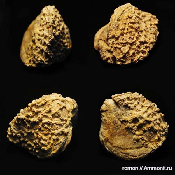 брахиоподы, девон, кораллы, Devonian, Aulopora, Atrypa, Atrypida, обрастание, encrustation of brachiopods, Epizoans