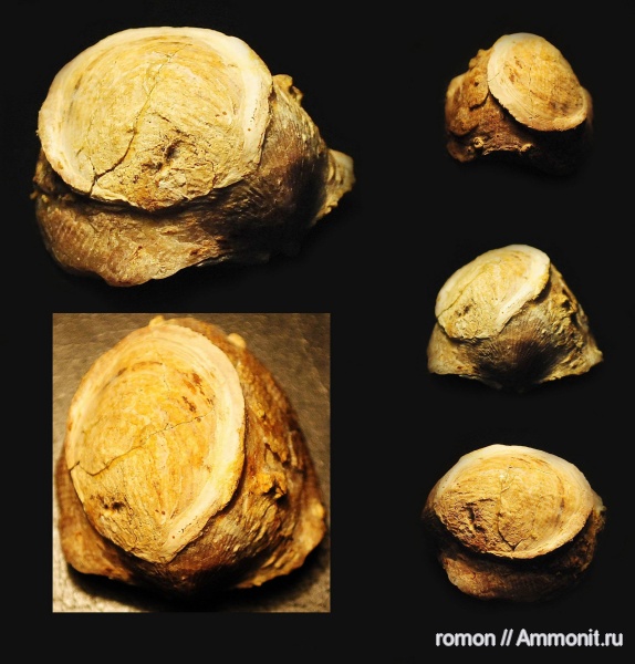брахиоподы, девон, Devonian, Atrypa, Craniida, Atrypida, обрастание, брахиопода-прилипала, encrustation of brachiopods, Epizoans, Двустворка-прилипала