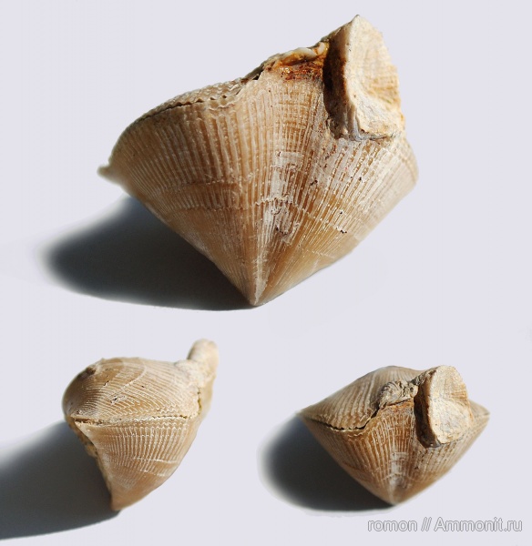 брахиоподы, девон, Devonian, Cyrtospirifer, обрастание, Cyrtospirifer tenticulum, encrustation of brachiopods, Epizoans