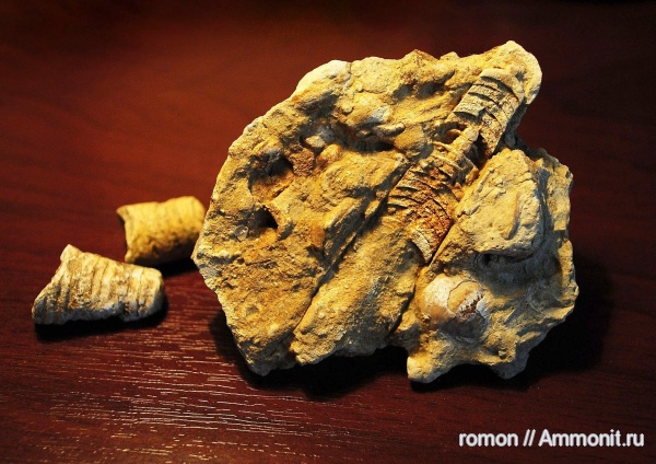 девон, прямораковинные головоногие, Devonian, Nautiloidea