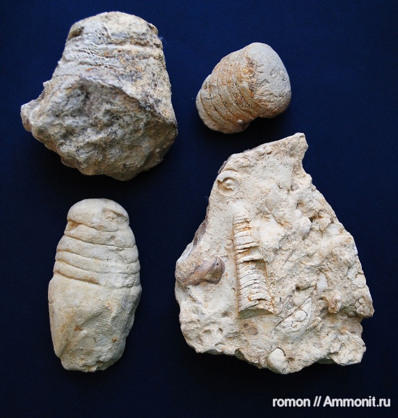 девон, прямораковинные головоногие, Devonian, Nautiloidea