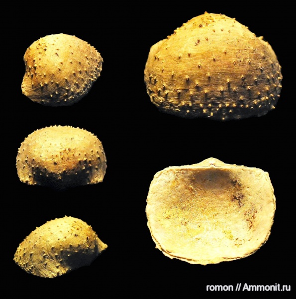 брахиоподы, девон, Devonian, Productida