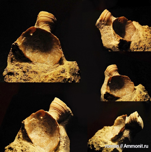 брахиоподы, девон, Devonian, Productida, обрастание, encrustation of brachiopods, Epizoans