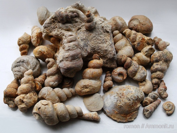 гастроподы, девон, двустворчатые моллюски, брюхоногие моллюски, Devonian
