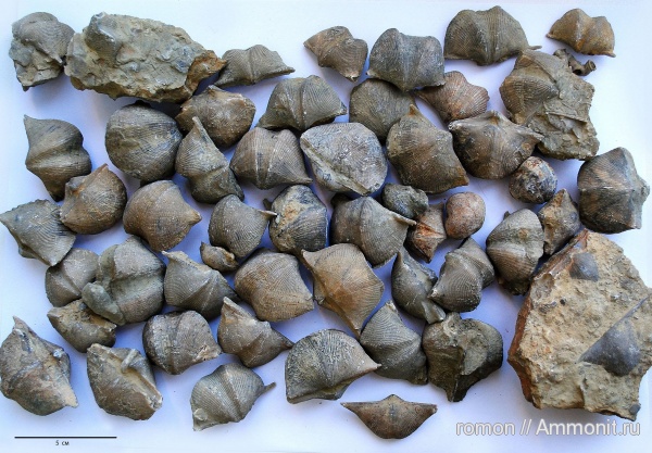 брахиоподы, девон, Devonian, Cyrtospirifer, Spiriferida