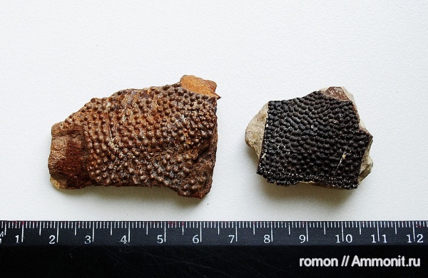 девон, Devonian, плакодермы, Ptyctodus