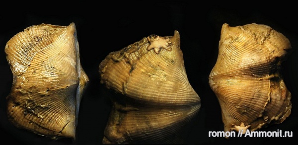 брахиоподы, девон, криноидеи, Devonian, Spiriferida, обрастание, корни криноидей, holdfast, encrustation of brachiopods, Epizoans, Crinoid holdfast