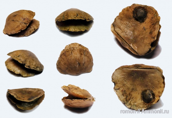 брахиоподы, девон, Devonian, Strophomenida, Craniida, обрастание, брахиопода-прилипала, Douvillina, Epizoans