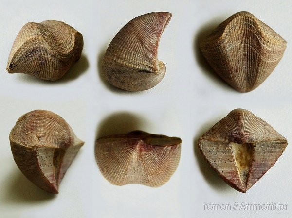 брахиоподы, девон, Devonian, Cyrtospirifer, Spiriferida, Cyrtospirifer tenticulum