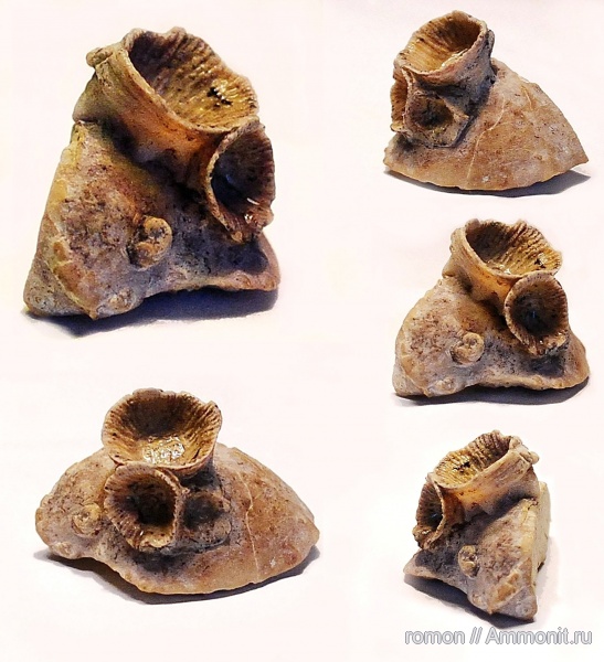 брахиоподы, девон, кораллы, Devonian, Rugosa, обрастание, encrustation of brachiopods, Epizoans