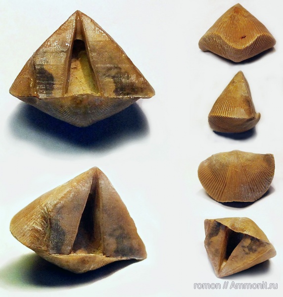 брахиоподы, девон, Devonian, Cyrtospirifer, прижизненные повреждения, Cyrtospirifer tenticulum