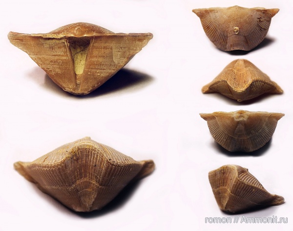 брахиоподы, девон, Devonian, Cyrtospirifer, обрастание, Cyrtospirifer tenticulum, Epizoans