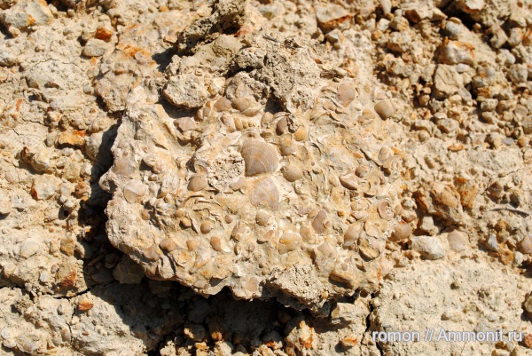 брахиоподы, девон, Devonian