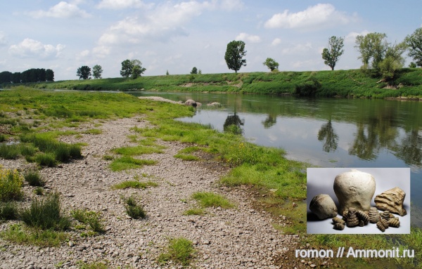 девон, наутилоидеи, прямораковинные головоногие, Devonian, сифон, Discosorida, Evlanoceras