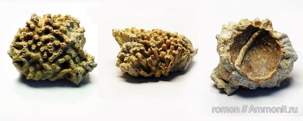 брахиоподы, девон, кораллы, Devonian, Aulopora, Tabulata, обрастание, encrustation of brachiopods, Epizoans