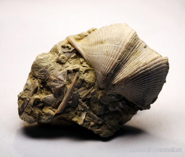 брахиоподы, девон, Devonian, Cyrtospirifer, Spiriferida