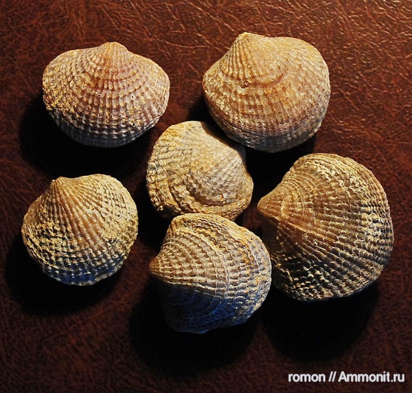 брахиоподы, девон, Devonian, Atrypida, Spinatrypa