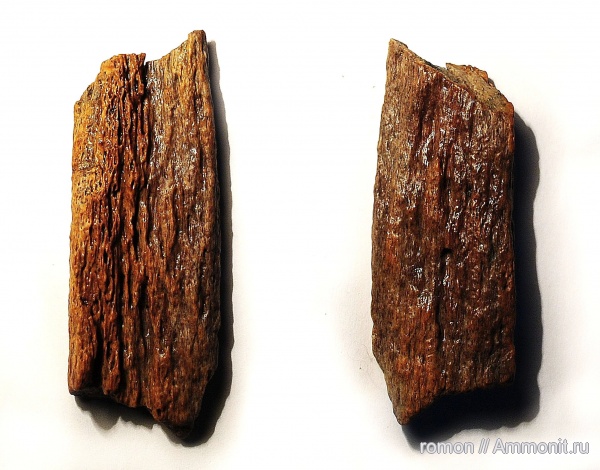 девон, Devonian, плакодермы, бесчелюстные рыбы, Ptyctodus