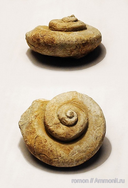 девон, брюхоногие моллюски, Devonian