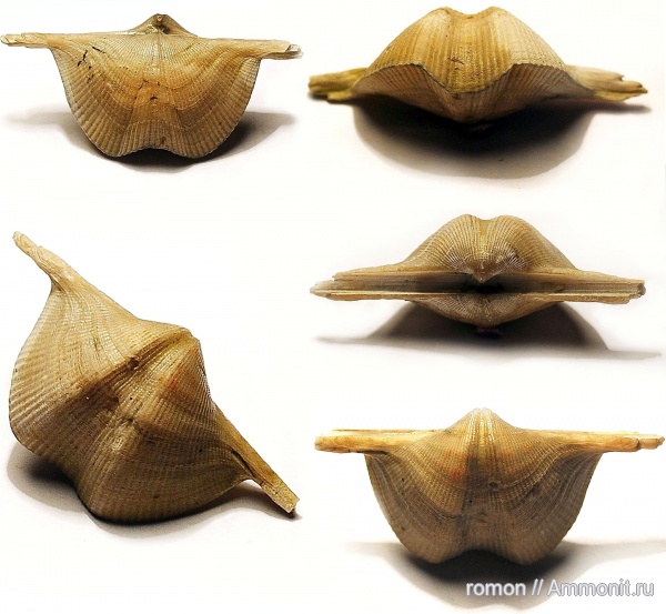 брахиоподы, девон, Devonian, Cyrtospirifer, Spiriferida