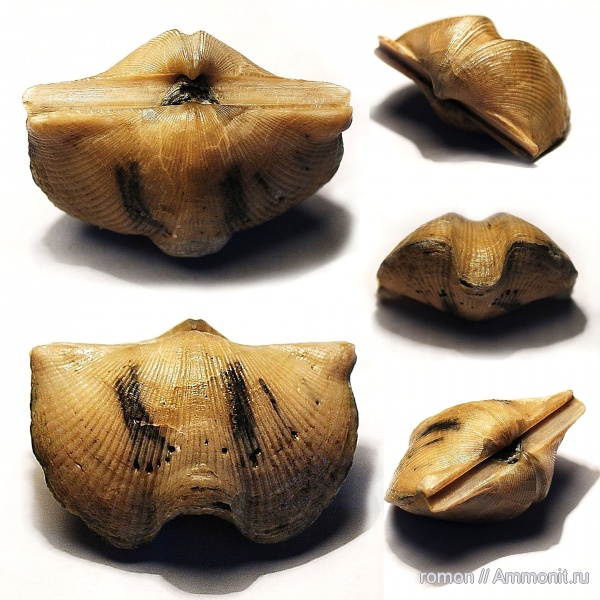 девон, Devonian, Cyrtospirifer, Spiriferida, Epizoans