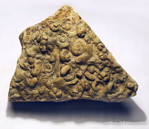 гастроподы, девон, Devonian