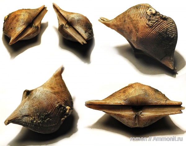 брахиоподы, морские лилии, девон, криноидеи, Devonian, Aulopora, Cyrtospirifer, Spiriferida, обрастание, корни криноидей, holdfast, encrustation of brachiopods, Epizoans, Crinoid holdfast