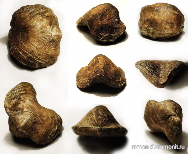 брахиоподы, девон, Devonian, Atrypida