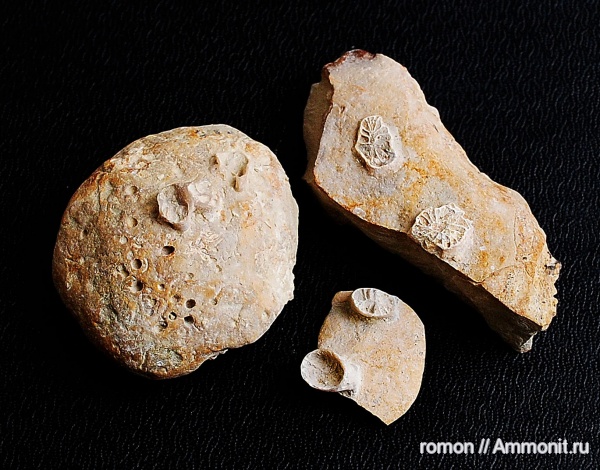 девон, кораллы, Devonian, обрастание, Epizoans