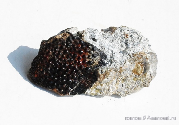 девон, Devonian, плакодермы, бесчелюстные рыбы