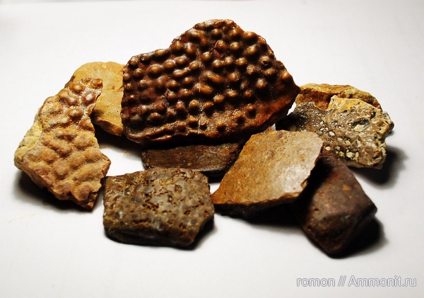 девон, Devonian, плакодермы, бесчелюстные рыбы