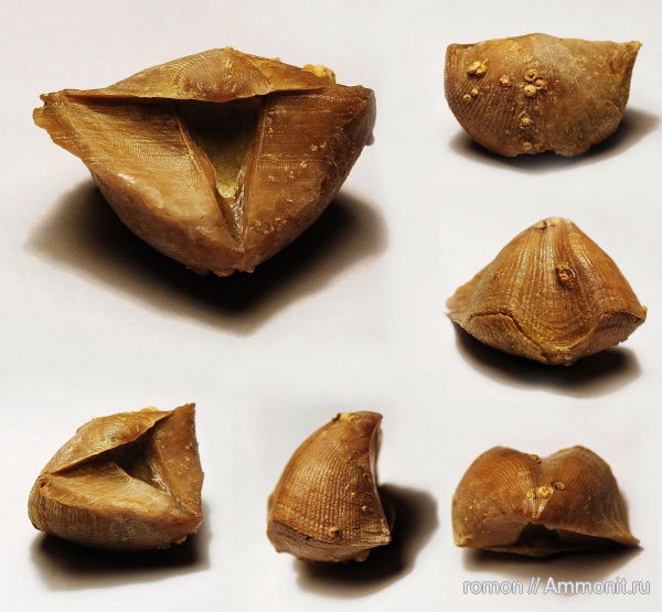 брахиоподы, девон, Devonian, Cyrtospirifer, прижизненные повреждения, обрастание, Cyrtospirifer tenticulum, encrustation of brachiopods, Epizoans