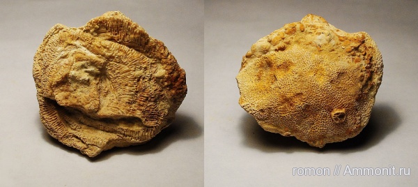 девон, Devonian, Tabulata, обрастание, Alveolites