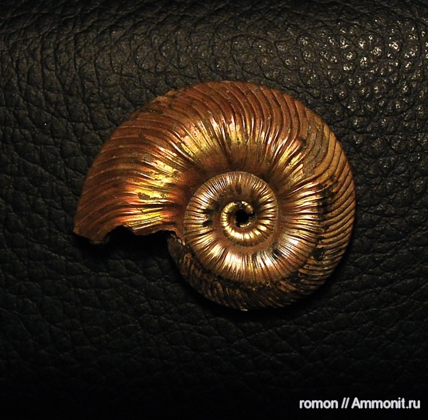 Quenstedtoceras lamberti, Дубки