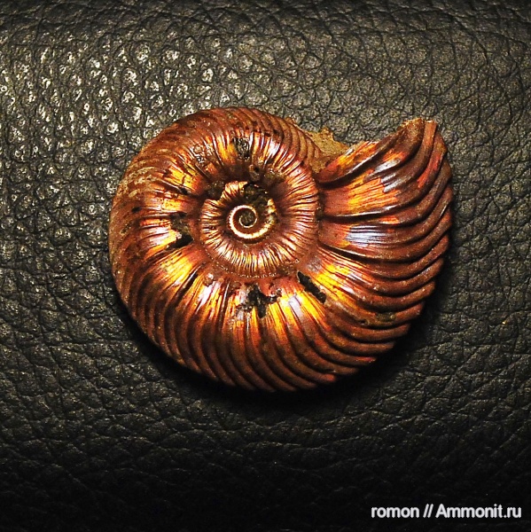 Дубки, Quenstedtoceras praelamberti