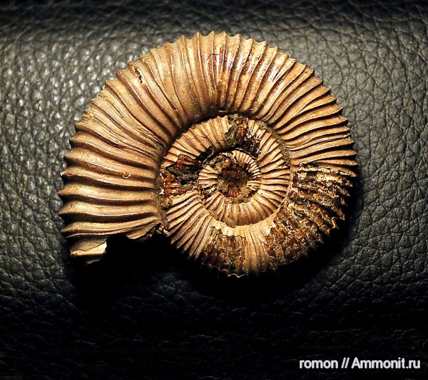 Дубки, Peltoceras arduennense