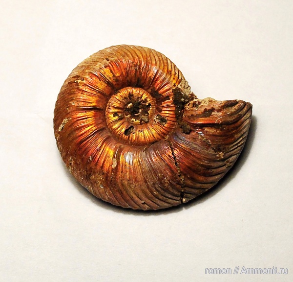 Дубки, Quenstedtoceras praelamberti