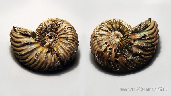 Дубки, Vertumniceras