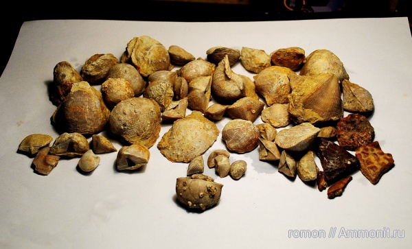 брахиоподы, девон, Devonian, Cyrtospirifer, плакодермы, Productida, Spiriferida, бесчелюстные рыбы, Atrypida, обрастание, Cyrtospirifer tenticulum, Epizoans