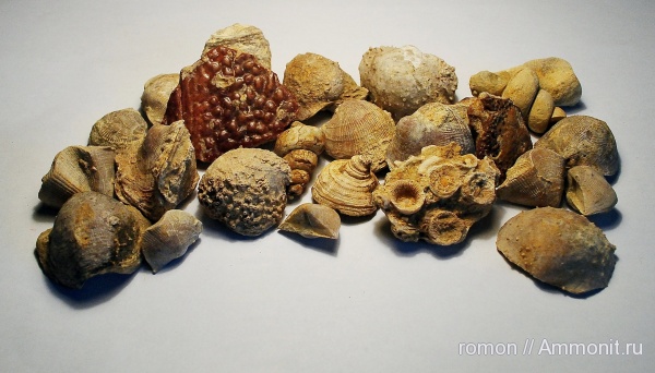 брахиоподы, девон, Devonian, Cyrtospirifer, плакодермы, Productida, Spiriferida, бесчелюстные рыбы, Atrypida, обрастание, Cyrtospirifer tenticulum