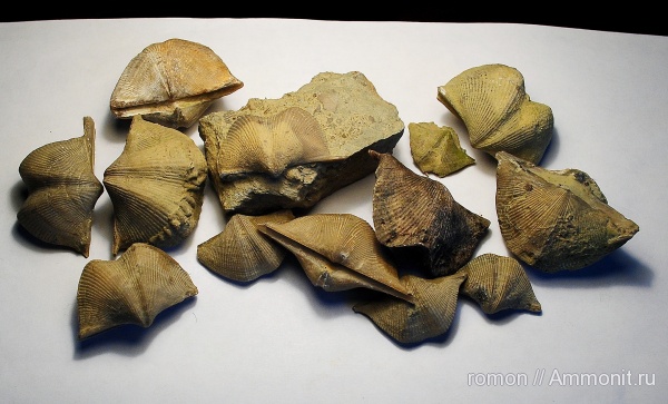 брахиоподы, девон, Devonian, Cyrtospirifer, Spiriferida, обрастание, Epizoans