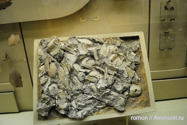 девон, рыбы, ПИН, Devonian, fish