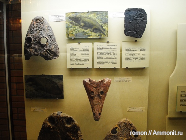 амфибии, ПИН