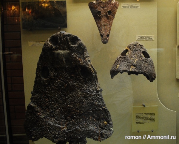 амфибии, ПИН